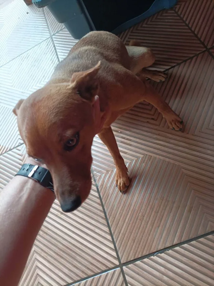 Cachorro ra a Indefinida  idade 1 ano nome Petruke