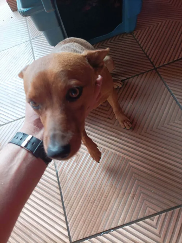 Cachorro ra a Indefinida  idade 1 ano nome Petruke