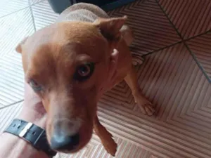 Cachorro raça Indefinida  idade 1 ano nome Petruke