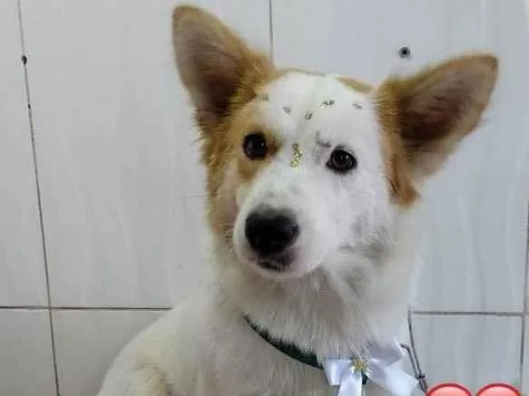 Cachorro ra a Golden misturado com vira lata idade 1 ano nome Stella