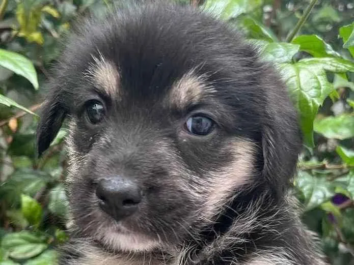 Cachorro raça SRD idade Abaixo de 2 meses nome Sem Nome