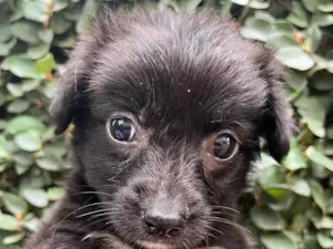 Cachorro raça SRD  idade Abaixo de 2 meses nome Sem Nome