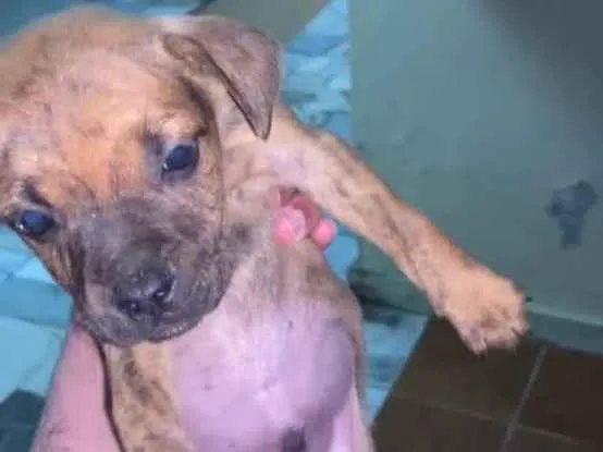 Cachorro ra a Mistura idade 7 a 11 meses nome Cachorrinhos 