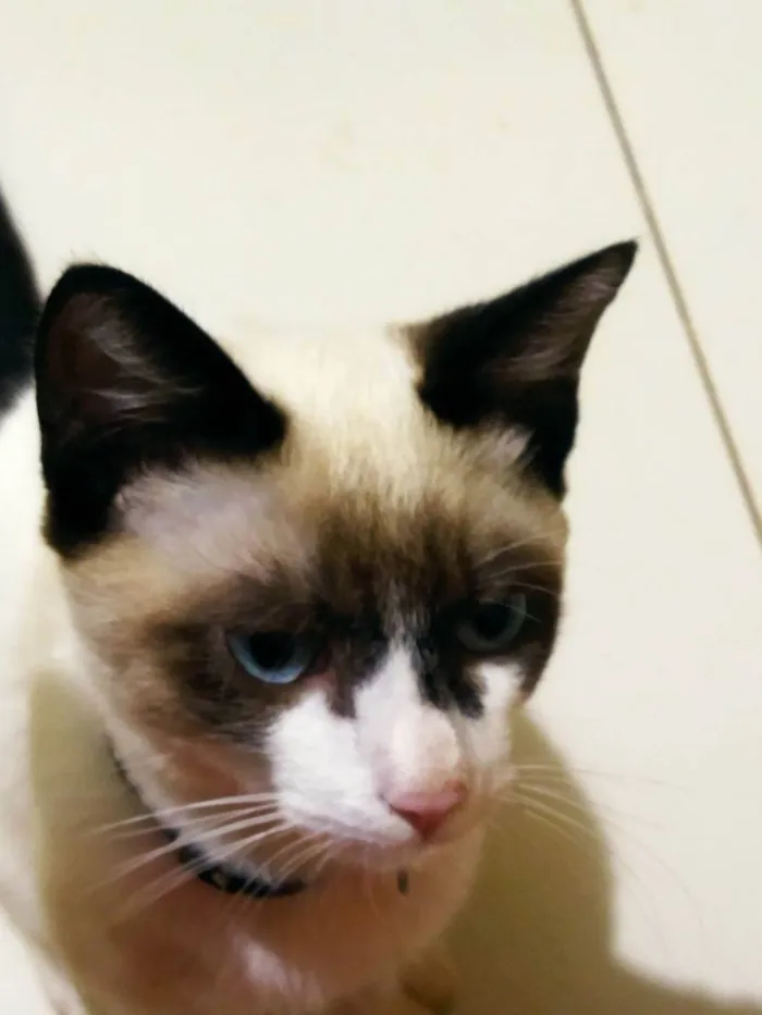 Gato raça SRD idade 1 ano nome Xande