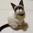 Gato raça SRD idade 1 ano nome Xande
