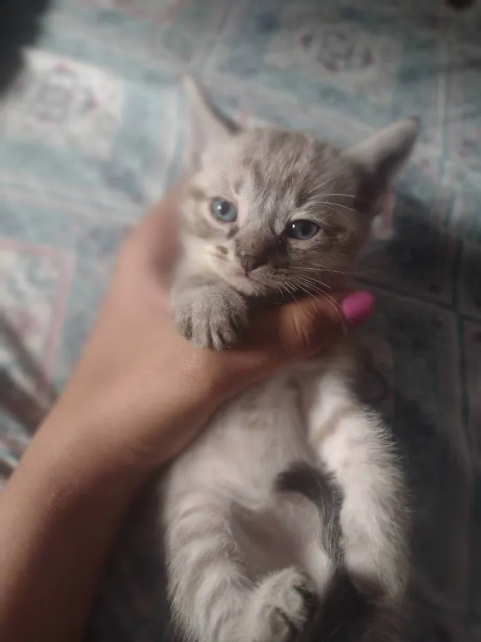 Gato raça Sianes idade 2 a 6 meses nome Sem nome