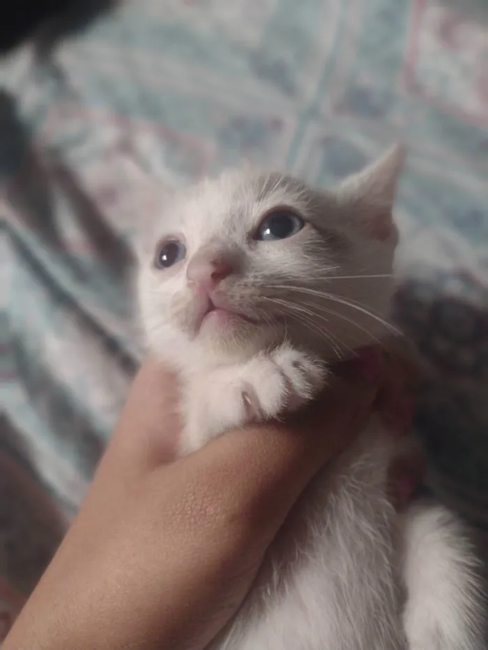Gato raça Sianes idade 2 a 6 meses nome Sem nome