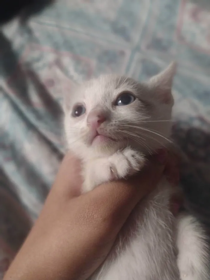 Gato raça Sianes idade 2 a 6 meses nome Sem nome