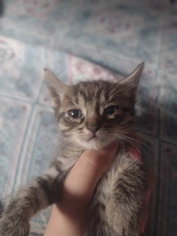 Gato raça Sianes idade 2 a 6 meses nome Sem nome