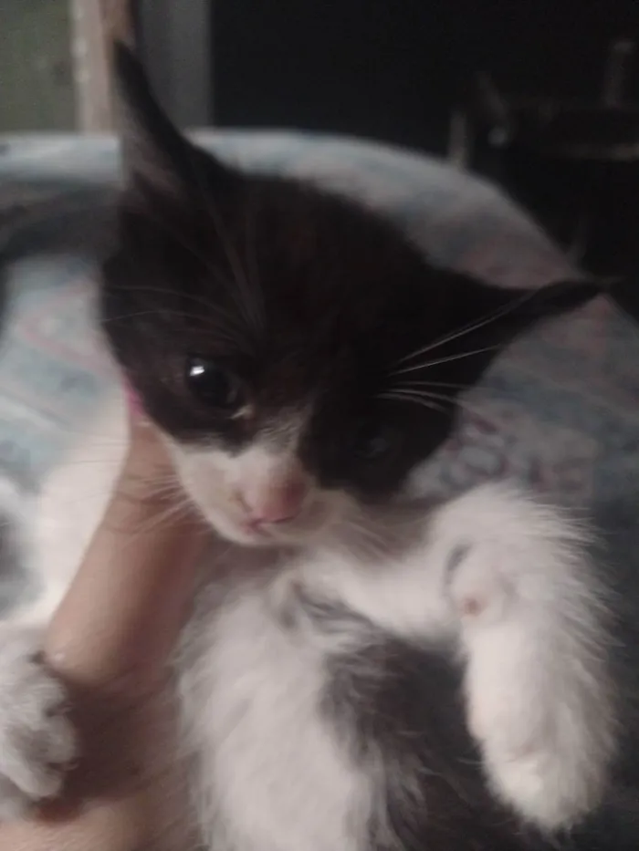 Gato raça Sianes idade 2 a 6 meses nome Sem nome