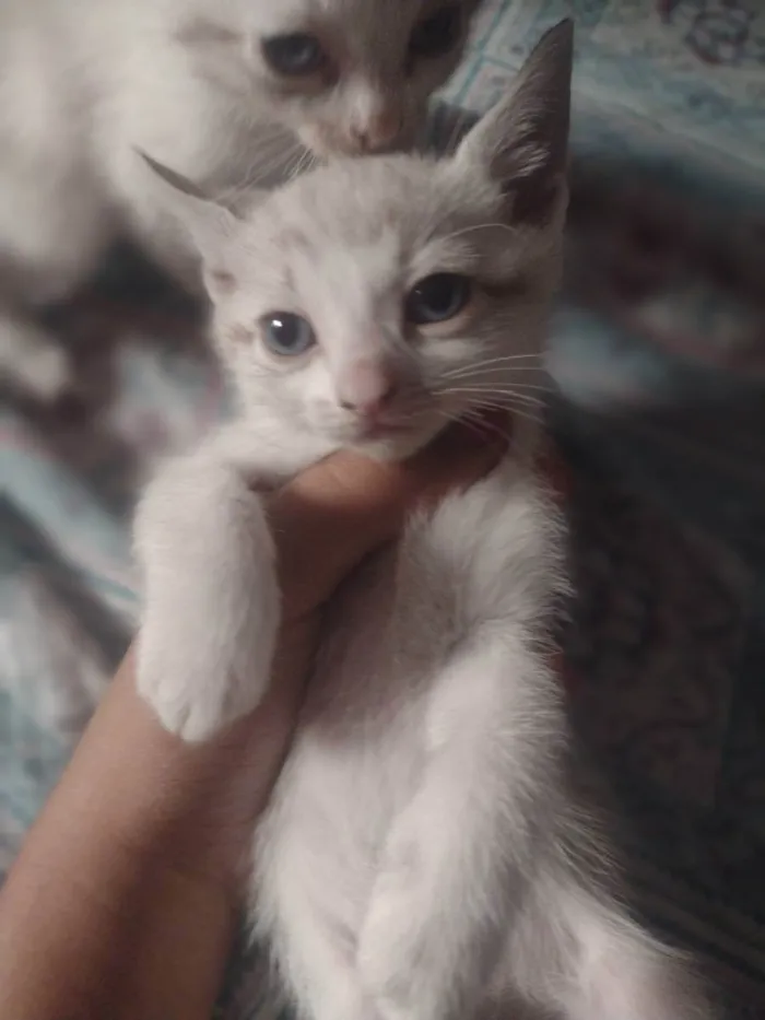 Gato raça Sianes idade 2 a 6 meses nome Sem nome