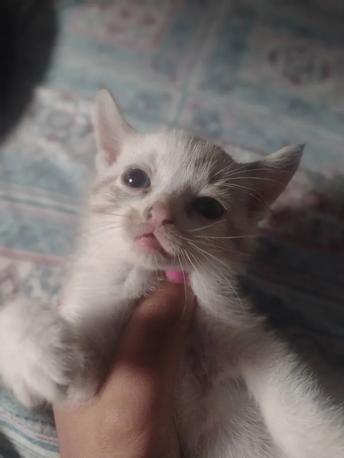 Gato raça Sianes idade 2 a 6 meses nome Sem nome