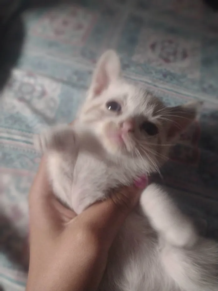 Gato raça Sianes idade 2 a 6 meses nome Sem nome