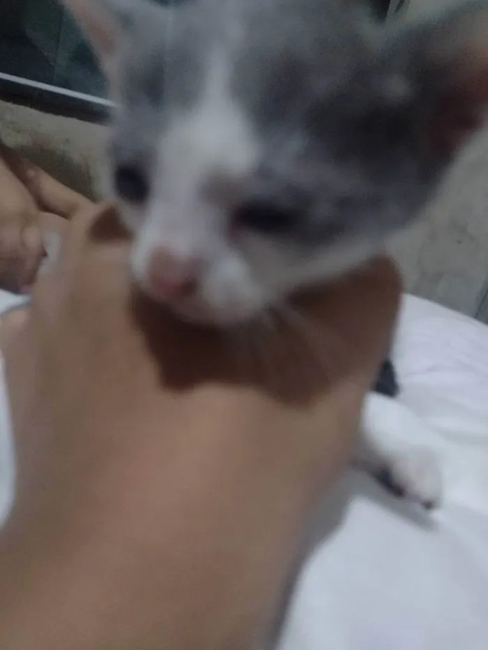 Gato raça Sianes idade 2 a 6 meses nome Sem nome