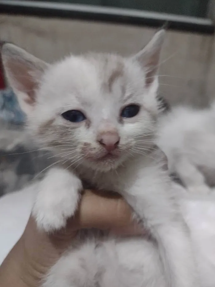 Gato raça Sianes idade 2 a 6 meses nome Sem nome