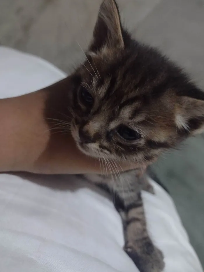 Gato raça Sianes idade 2 a 6 meses nome Sem nome