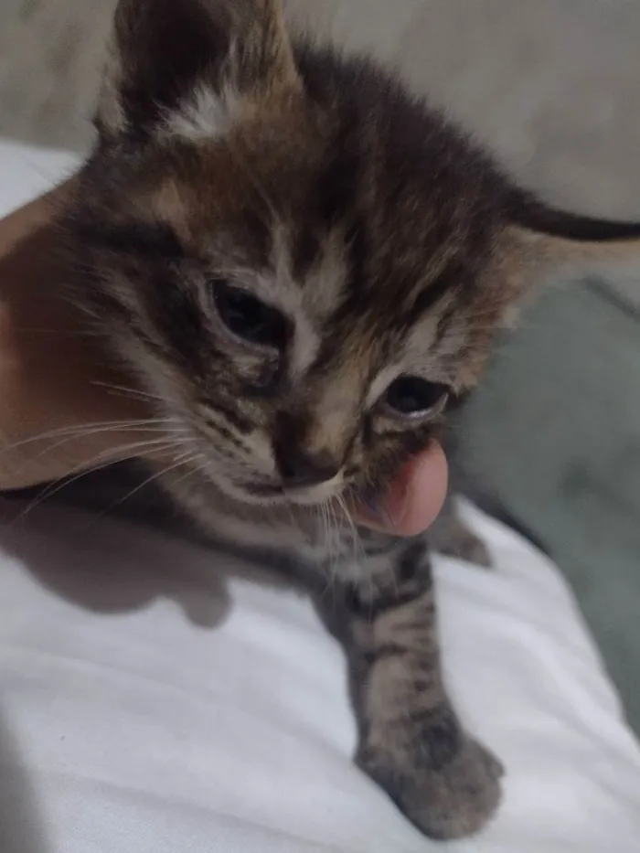 Gato raça Sianes idade 2 a 6 meses nome Sem nome