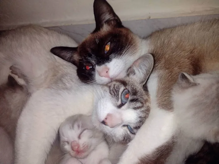 Gato raça Sianes idade 2 a 6 meses nome Sem nome