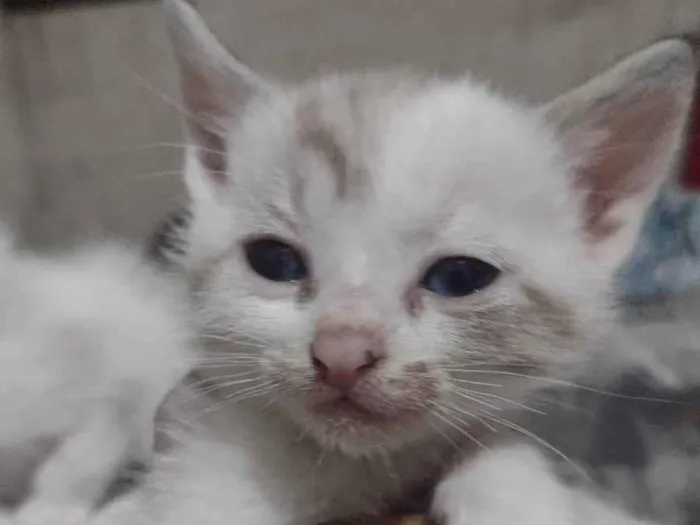 Gato raça Sianes idade 2 a 6 meses nome Sem nome
