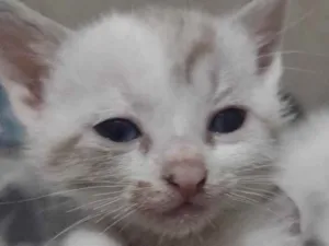 Gato raça Sianes idade 2 a 6 meses nome Sem nome