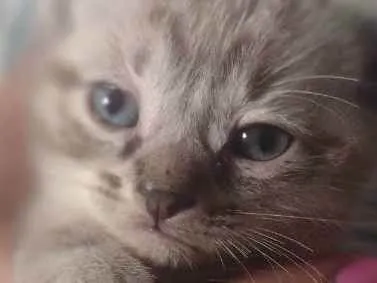 Gato raça Sianes idade 2 a 6 meses nome Sem nome