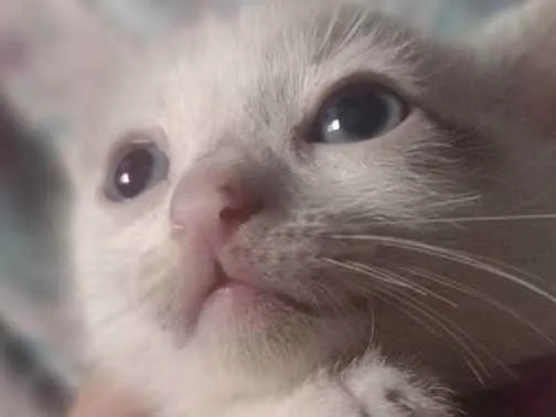 Gato raça Sianes idade 2 a 6 meses nome Sem nome