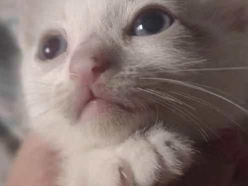 Gato raça Sianes idade 2 a 6 meses nome Sem nome