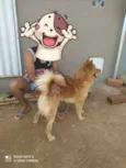 Caramelo