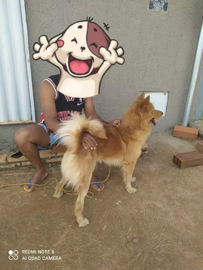 Cachorro ra a Viralata com chouchou idade 2 anos nome Caramelo