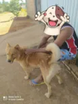 Caramelo