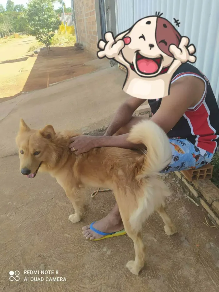 Cachorro ra a Viralata com chouchou idade 2 anos nome Caramelo