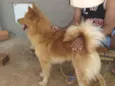 Caramelo