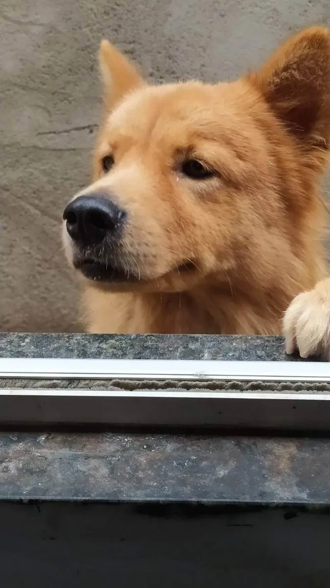 Cachorro ra a Viralata com chouchou idade 2 anos nome Caramelo