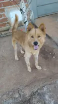 Caramelo