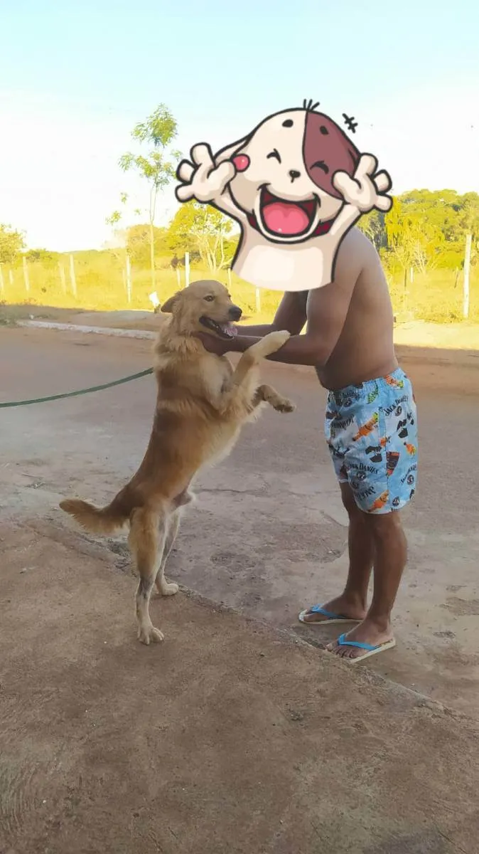 Cachorro ra a Viralata com chouchou idade 2 anos nome Caramelo