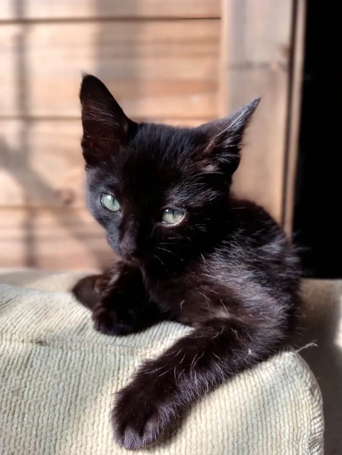 Gato ra a Srd idade Abaixo de 2 meses nome Tito
