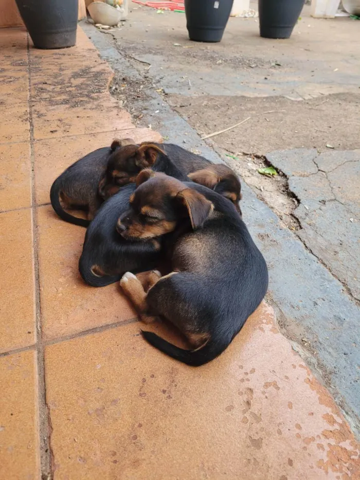 Cachorro ra a Vira lata idade 2 a 6 meses nome Aurora, Jinx e Viole