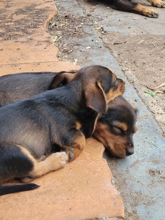 Cachorro ra a Vira lata idade 2 a 6 meses nome Aurora, Jinx e Viole