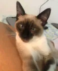GATO
