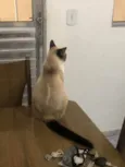 GATO