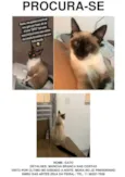 GATO