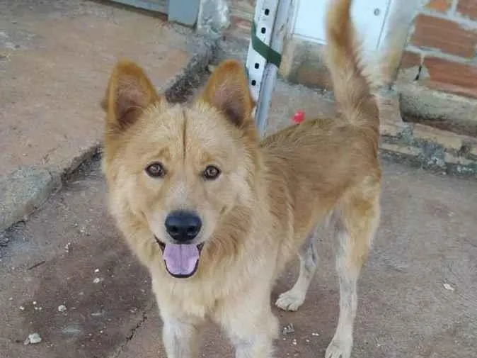 Cachorro ra a Viralata com chouchou idade 2 anos nome Caramelo
