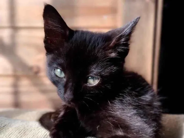 Gato ra a Srd idade Abaixo de 2 meses nome Tito