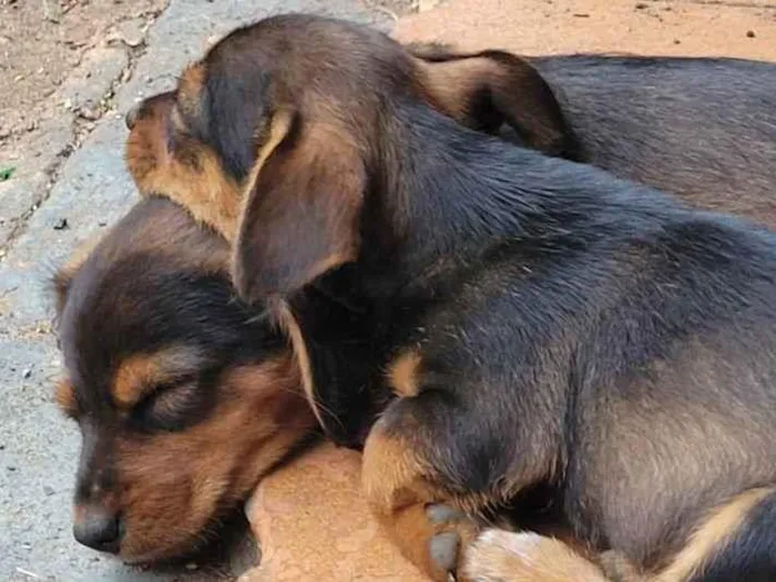 Cachorro ra a Vira lata idade 2 a 6 meses nome Aurora, Jinx e Viole