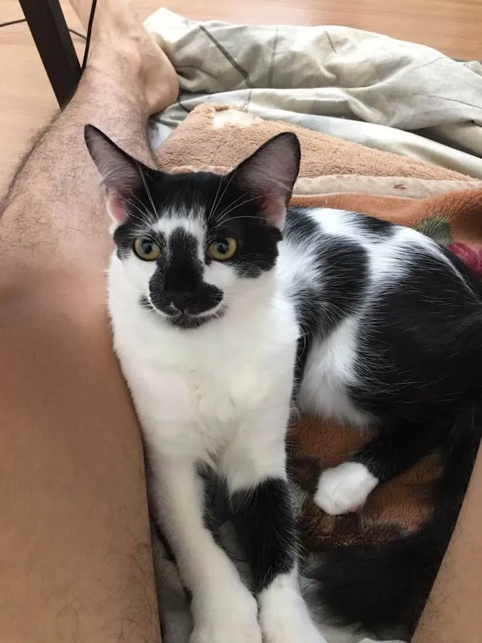 Gato raça Vira Lata idade 2 anos nome Ellie, Thor e Ivie