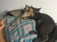 Ellie, Thor e Ivie