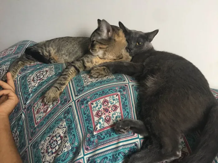 Gato raça Vira Lata idade 2 anos nome Ellie, Thor e Ivie