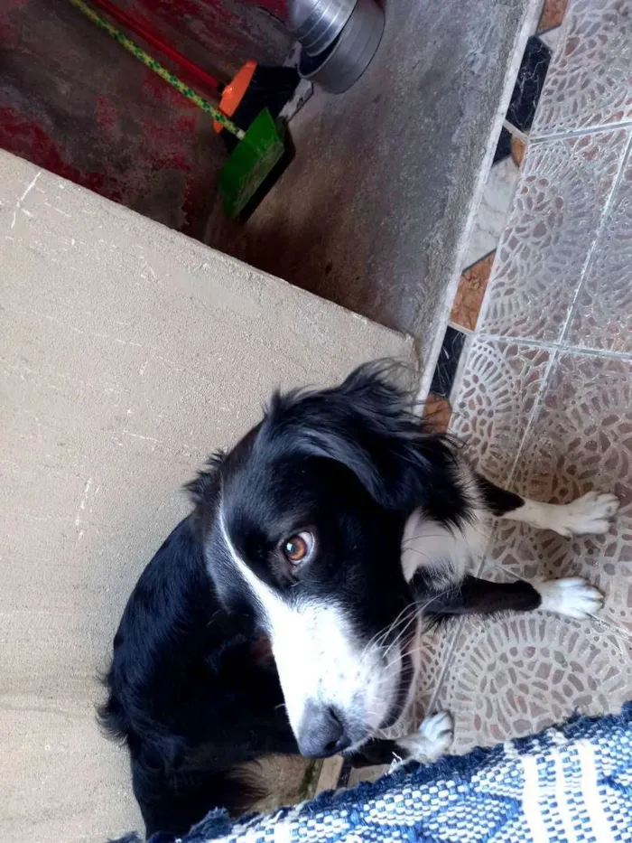 Cachorro ra a Vira-lata idade 2 anos nome Theo