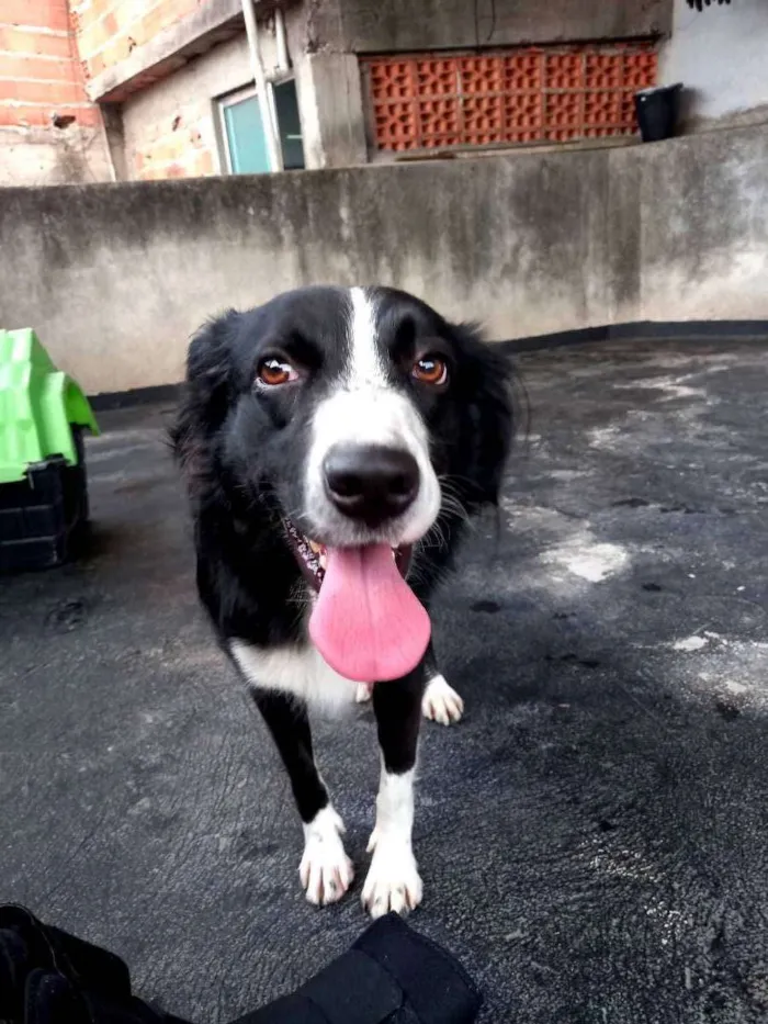 Cachorro ra a Vira-lata idade 2 anos nome Theo