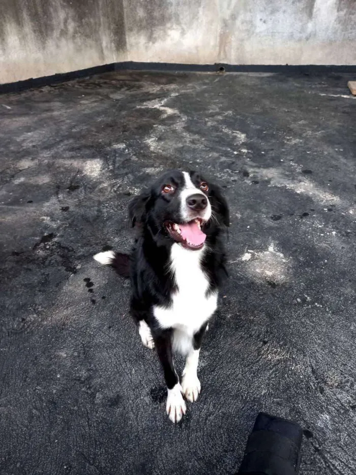 Cachorro ra a Vira-lata idade 2 anos nome Theo